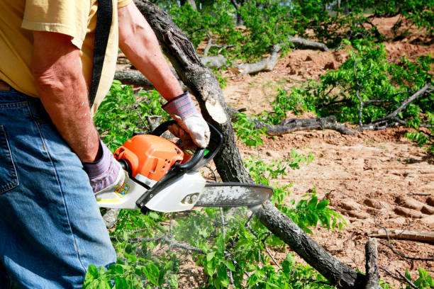 Tree and Shrub Care in Southside, AR